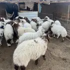 خرفان جميع الاحجام متوفره