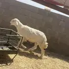 للبيع خروف فحل طيب ونظيف ومشروط