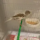 جوز كناري سوري معو فرخ عمره يوم 5بيضات مخصبات