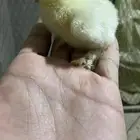 صوص براهما كولمبي