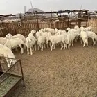 بهم حري نظيف