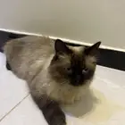قطه سيامي للتبني