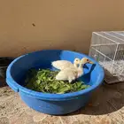 بط عمر شهرين تقريبا