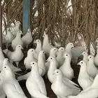 ذكور حمام فرنسي