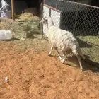 للبيع شاة حرية