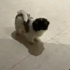 للبيع جرو  ميلو  عمره شهرين مع كامل أغراضه