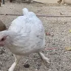 دجاج مسرول للبيع