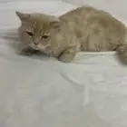 قط ذكر