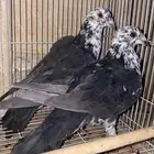 شامي