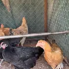 دجاج تركي بياض