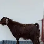 تيس طيب حيل سنه سدس مقفل شحم