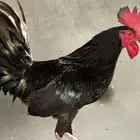 ديك اسود للبيع