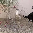 دجاجه باكستاني و ديك باكستاني