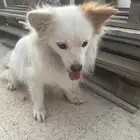 كلب مطيع نظيف بجوازه للبيع