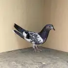 حمام باكستاني