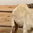 حاشي لبااني