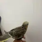 فرخ كروان نهايت غر يكسر حبوب
