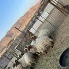 غنم نعيم للبيع