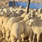 حريات البيع تفريد