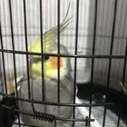 ببغاء الكوكتيل