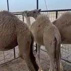 قعدان ثلاث مفاريد