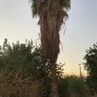 نخل واشنطني