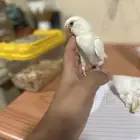 عصفور البينو