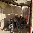 ديكه