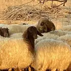 نعيم مقااني