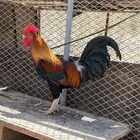 ديك بلدي ودجاج كوشن