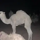 قعود عمره 4 شهور