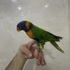 للبيع لوري اليف ولعوب