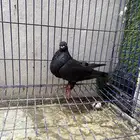 انثى بولندي فحل كشكي للبيع