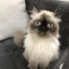 قطه هميلايا انثى للتبني