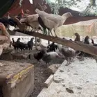 دجاج بياض