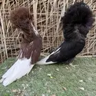 جوز جاكوبين ( تم البيع )