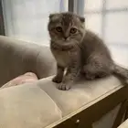 كيتن قطط بسس سكوتش فولد بيور للبيع