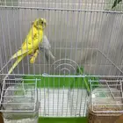 عصافير الحب للبيع