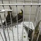 3 طيور كروان للبيع