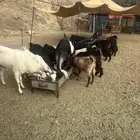 ماعز للبيع
