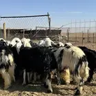 للبيع رخال نجد