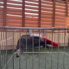 ببغاء كاسكو جامبو اليف متحدث