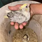 فرخين كروان للبيع