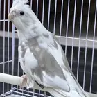 كروان هولندي