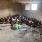 ديوك بلدي