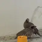 فروخ أعاقيب