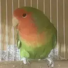 لونق فيذر