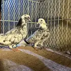 حمام قطيفي وبولندي