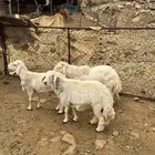 ثلاثه خرفان جبره السن واحد توه ثني و2 جذعان