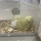صوص للتبني
